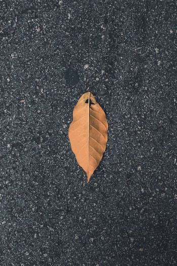 Brown Single Leaf on Tarmacked Road