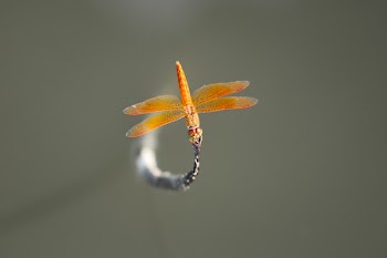 Brown Skimmer Perched on Gray Leaf