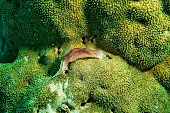 Brown Slug on Coral