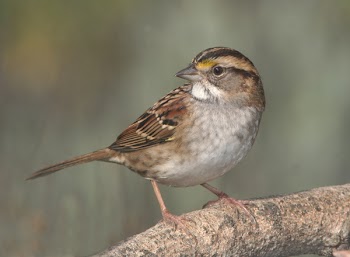Brown Small Beak Bird