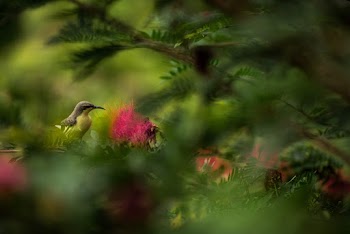 Brown Small Beaked Bird on Tree