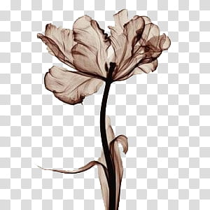 , brown smoke transparent background PNG clipart