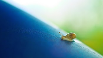 Brown Snail