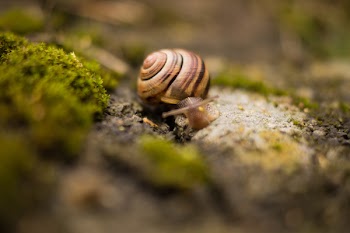 Brown Snail