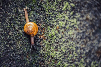 Brown Snail