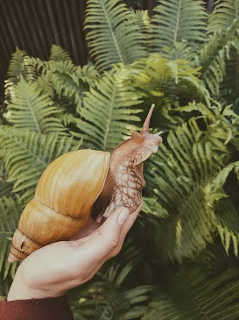 Brown Snail