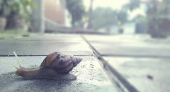 Brown Snail Crawling on Concrete Pavement