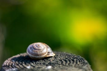 Brown Snail on Black Surface