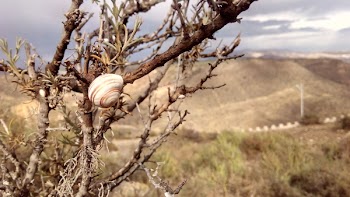 Brown Snail on Brown Bare Tree