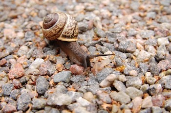 Brown Snail on Brown Pebbles