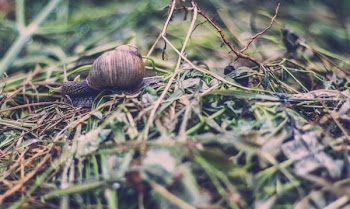 brown snail on green leafed plant