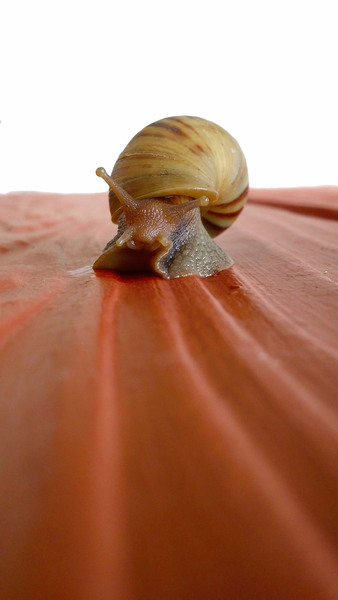 Brown Snail on Red Surface