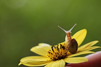 Brown Snail on Yellow Flower Close-up Photo