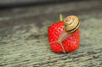 Brown Snail Perched on Strawberry Fruit