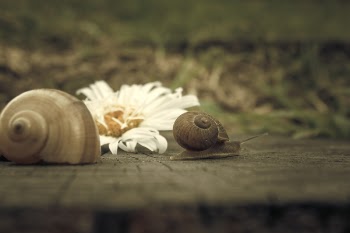 Brown Snails on Top of Brown Wooden Surface