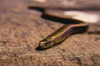 Brown Snake on Brown Surface
