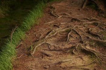 brown soil