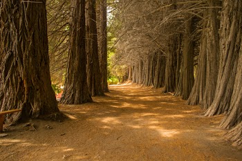 Brown Soil Between the Tree