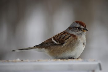 Brown Sparrow