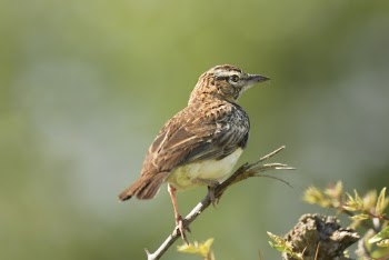 Brown Sparrow Bird Perching On Twig