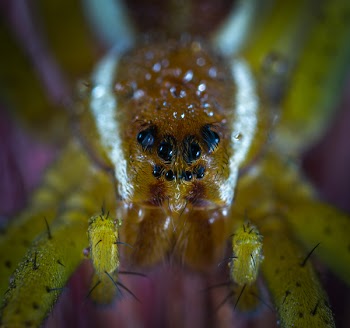 Brown Spider