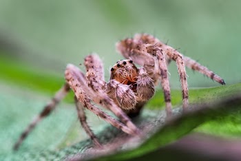 Brown Spider
