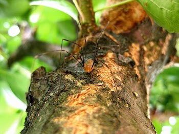 Brown Spider on a Wooden Tree Branch