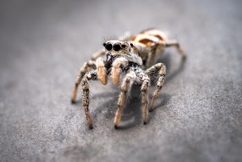 Brown Spider on Gray Textile