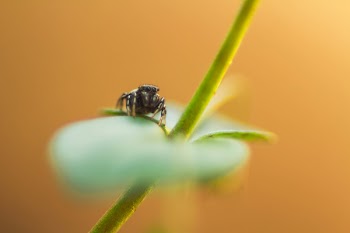 Brown Spider on Green Leaf