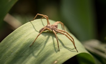 Brown Spider on Green Leaf