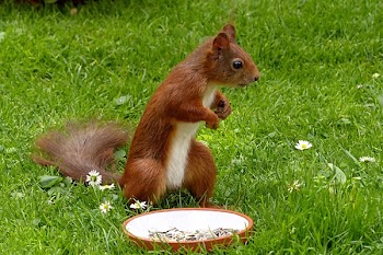 Brown Squirel Standing