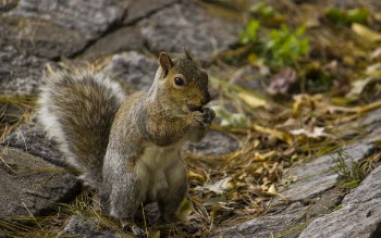 Brown Squirrel