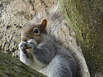 Brown Squirrel