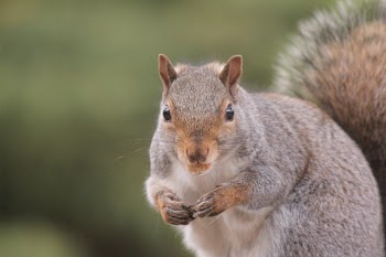 Brown Squirrel