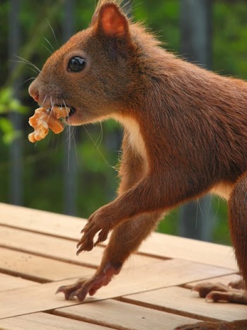 Brown Squirrel