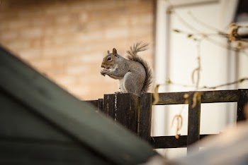 Brown Squirrel