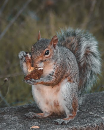 Brown Squirrel