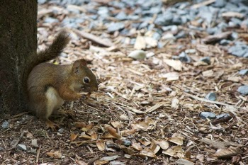 Brown Squirrel Beside Tree