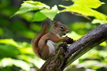 Brown Squirrel Eating 