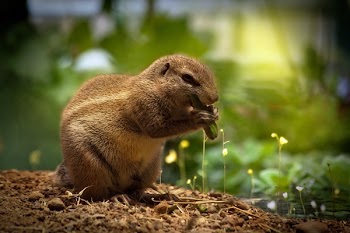 Brown Squirrel Eating Green Plant