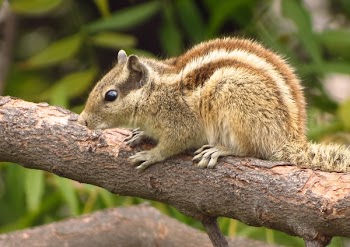 Brown Squirrel Facing Sideways