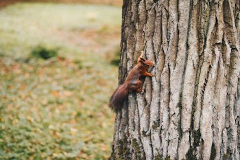 Brown Squirrel Holding on Tree