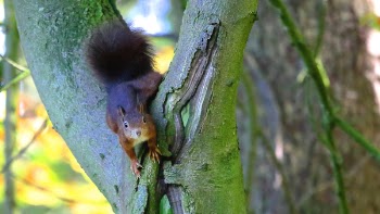 Brown Squirrel in Green Tree Trunk