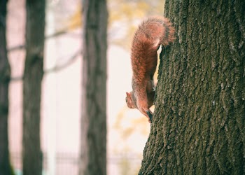 Brown Squirrel on Black Tree