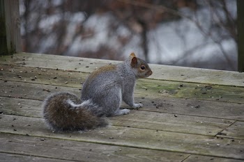 Brown Squirrel on Boat Dock