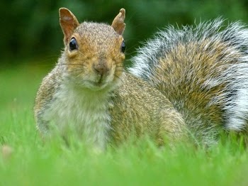 Brown Squirrel on Green Grass