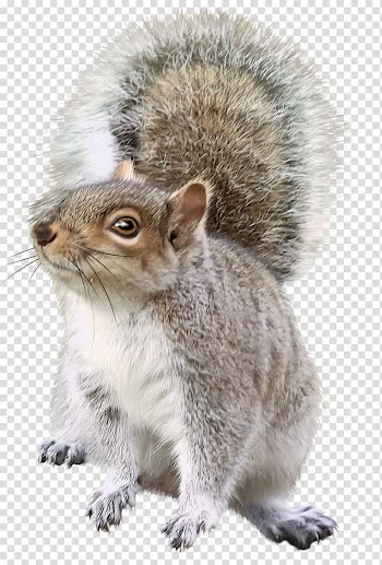 Brown squirrel, Squirrel Chipmunk Rodent Christmas decoration, squirrel transparent background PNG clipart