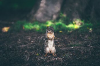 brown squirrel standing on brown soil