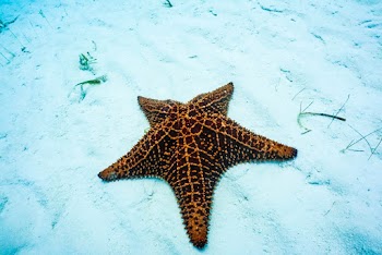 Brown Starfish