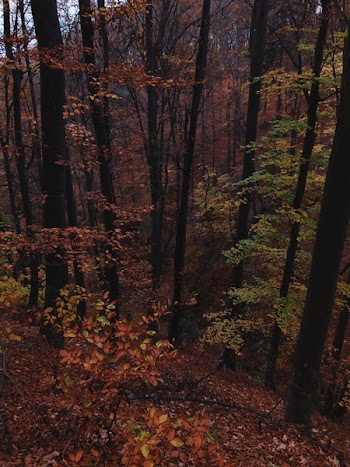 Brown Stems of Green Leafed Trees